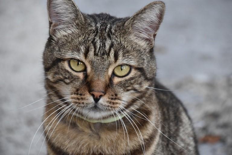Signs of Dementia in Cats