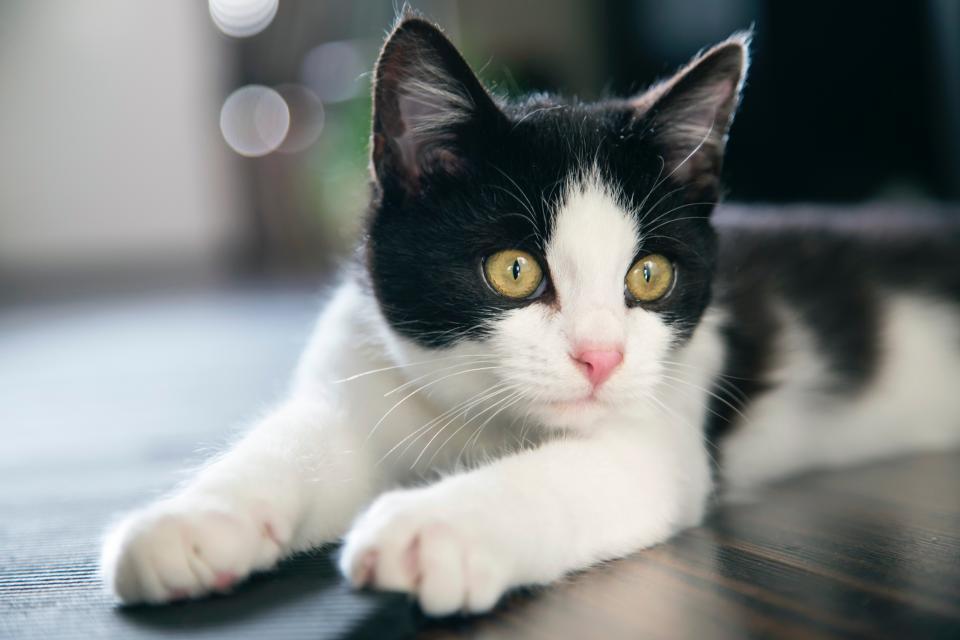 Preventative Care for Cats