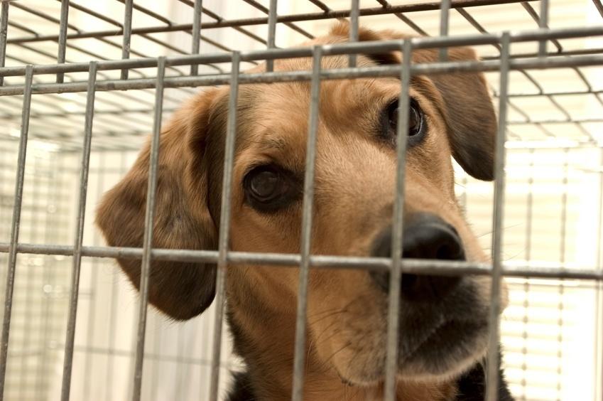 Dog Crate Training