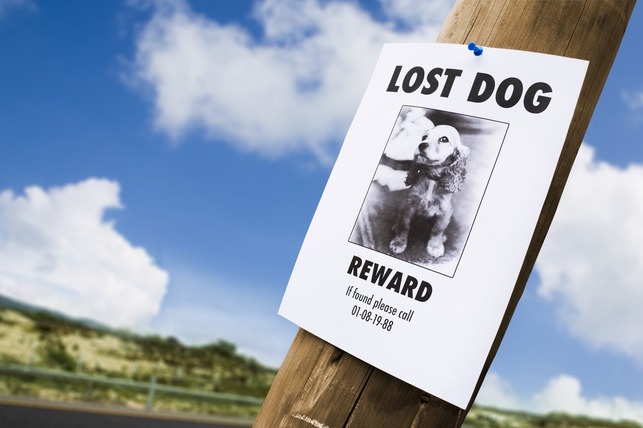 Lost Dog Poster