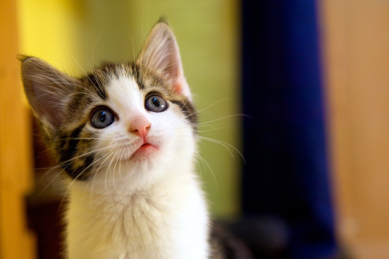 Young Kitten