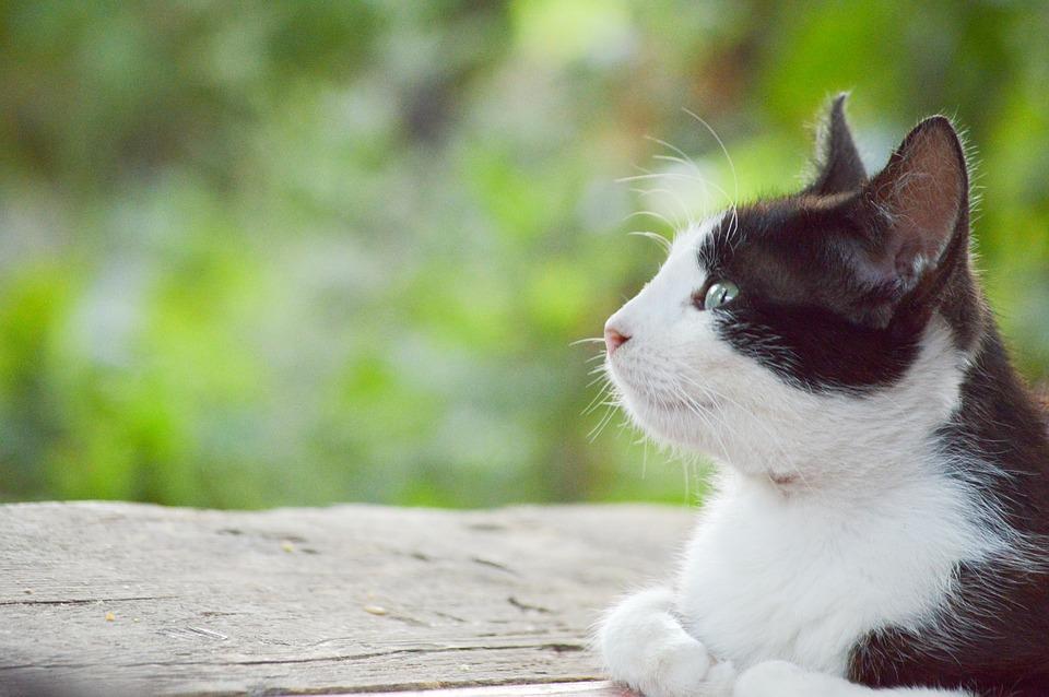 thinking cat