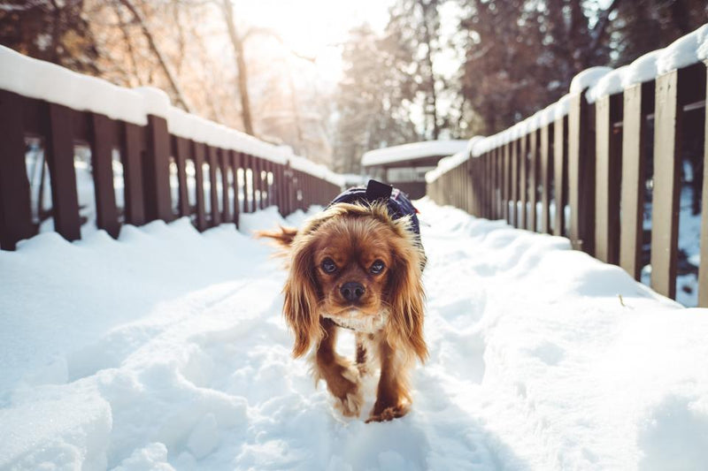 Dog in the Snow