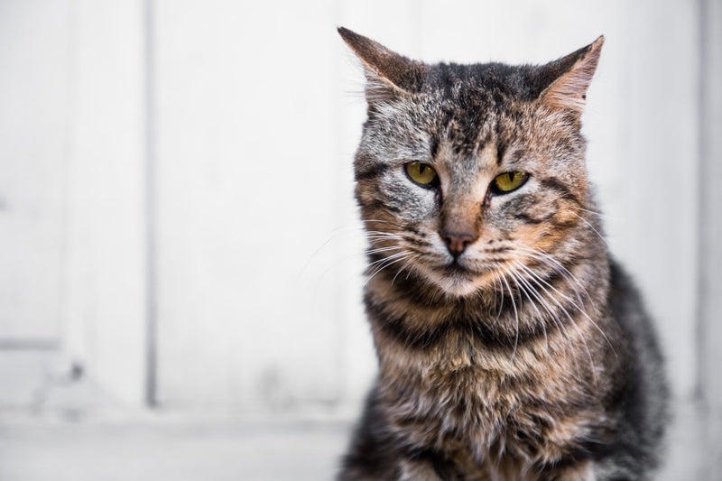 Arthritis in Cats