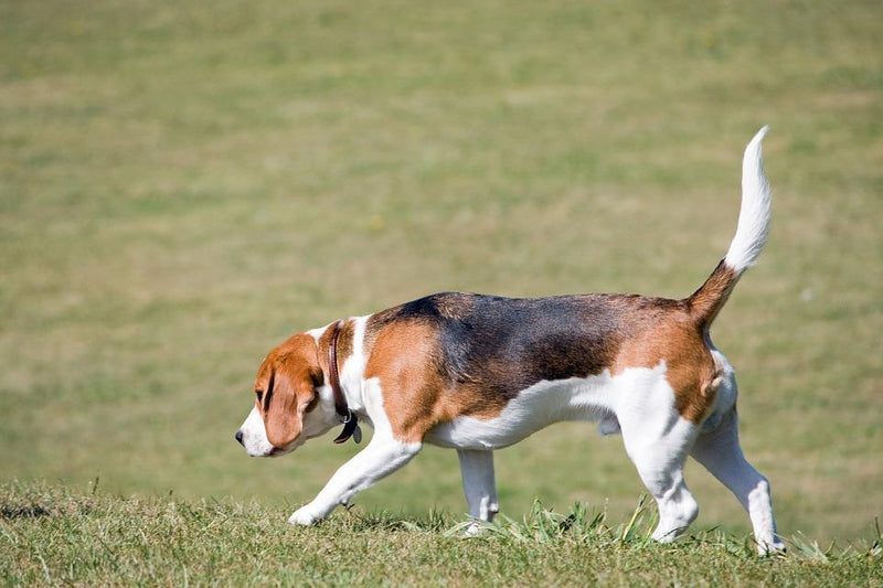 Beagle Dog Breed Simpsons Premium