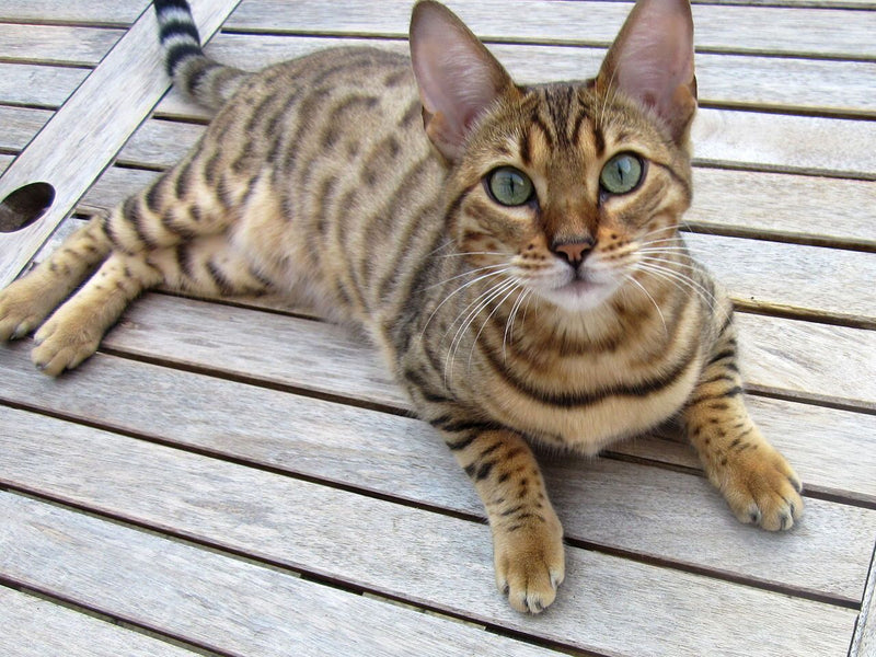 bengal cat