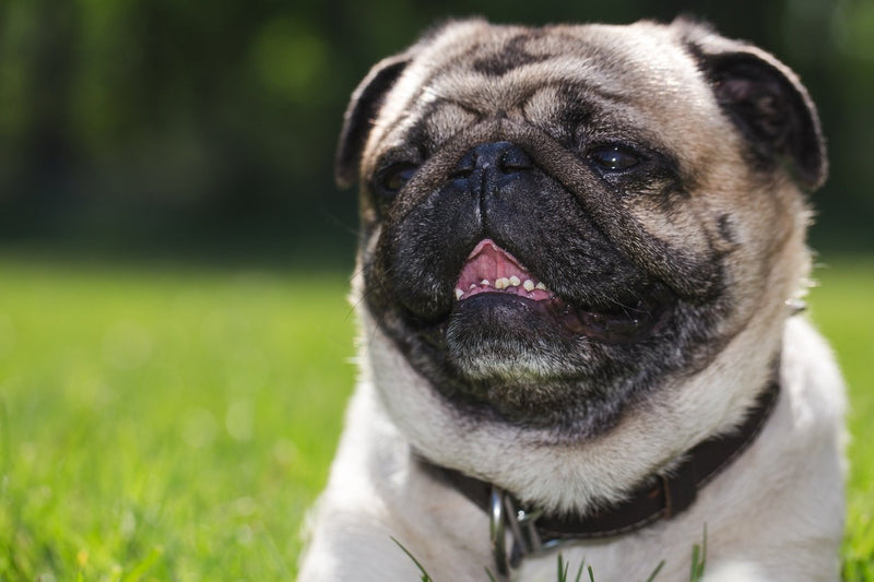 Brachycephalic-dog