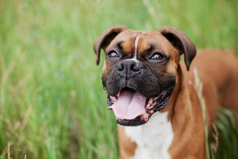 Most popular dog 2018 sale