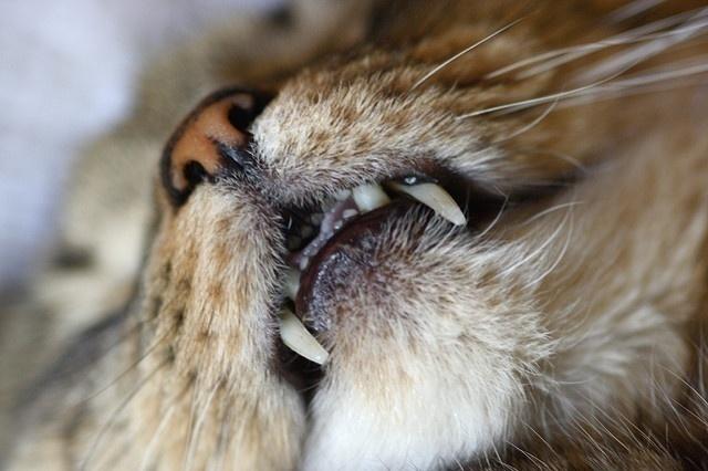 Cat dental care