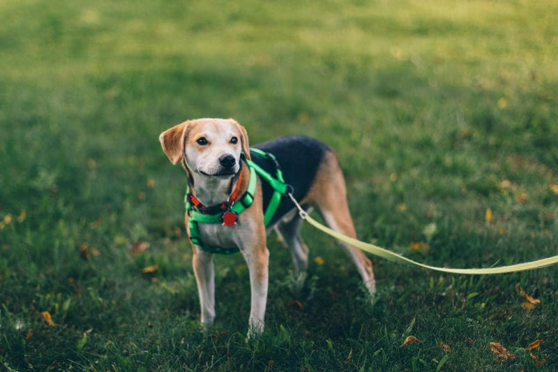6 Steps to Letting Your Dog off the Lead