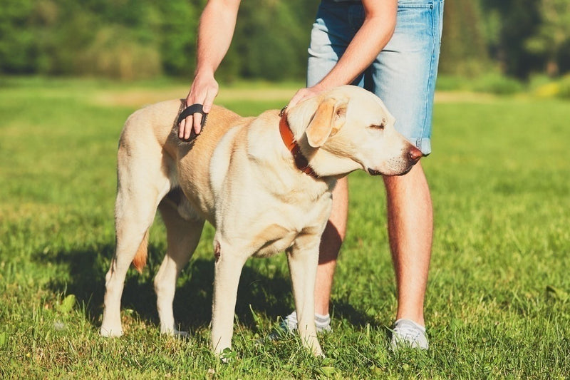 Looking After your Dog’s Coat in each Season