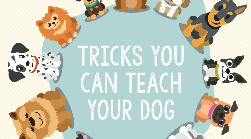 Tricks You Can Teach Your Dog