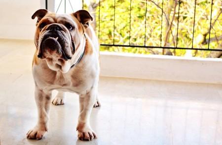 English Bulldog