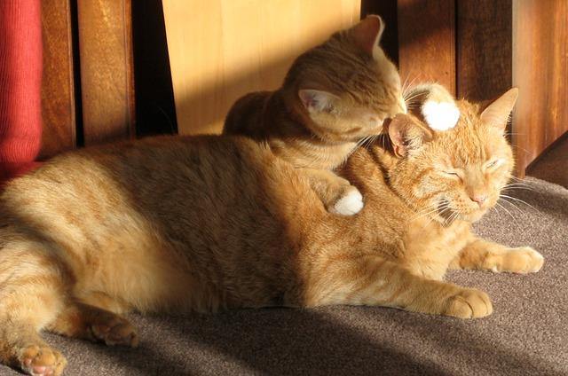 Ginger cats