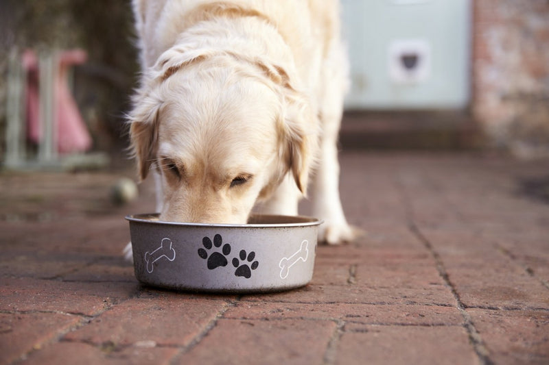 Labrador Eating from Dog Bowl