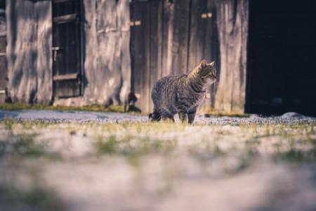 A missing cat