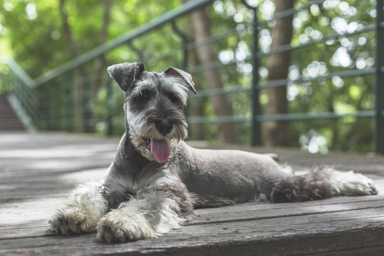 Miniature Schnauzer – Simpsons Premium