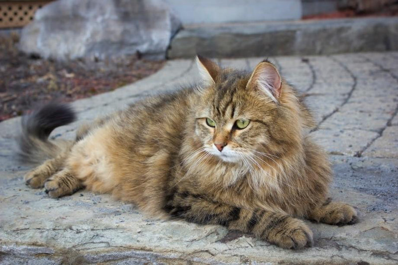 Siberian Cat