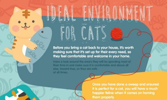 The Ideal Environment for Your Cat