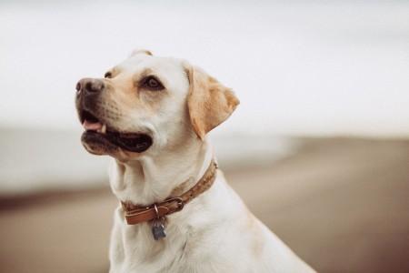 10 Tips for Making Your Dog Obedient