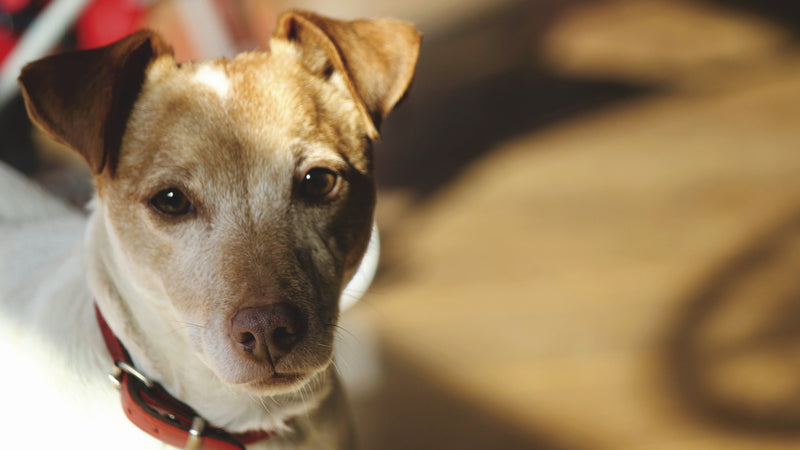 Eye Care for Dogs