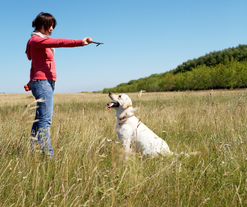 Basic Commands for Dogs