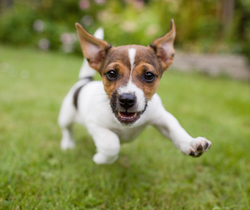 Looking After Your Dog's Anal Glands