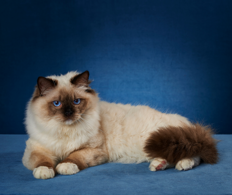 Ragdoll Cat