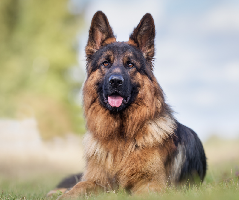 German shepherd life span human best sale years