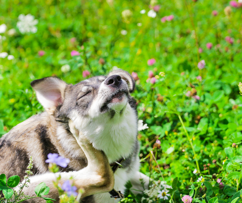 Dog reacting to allergies