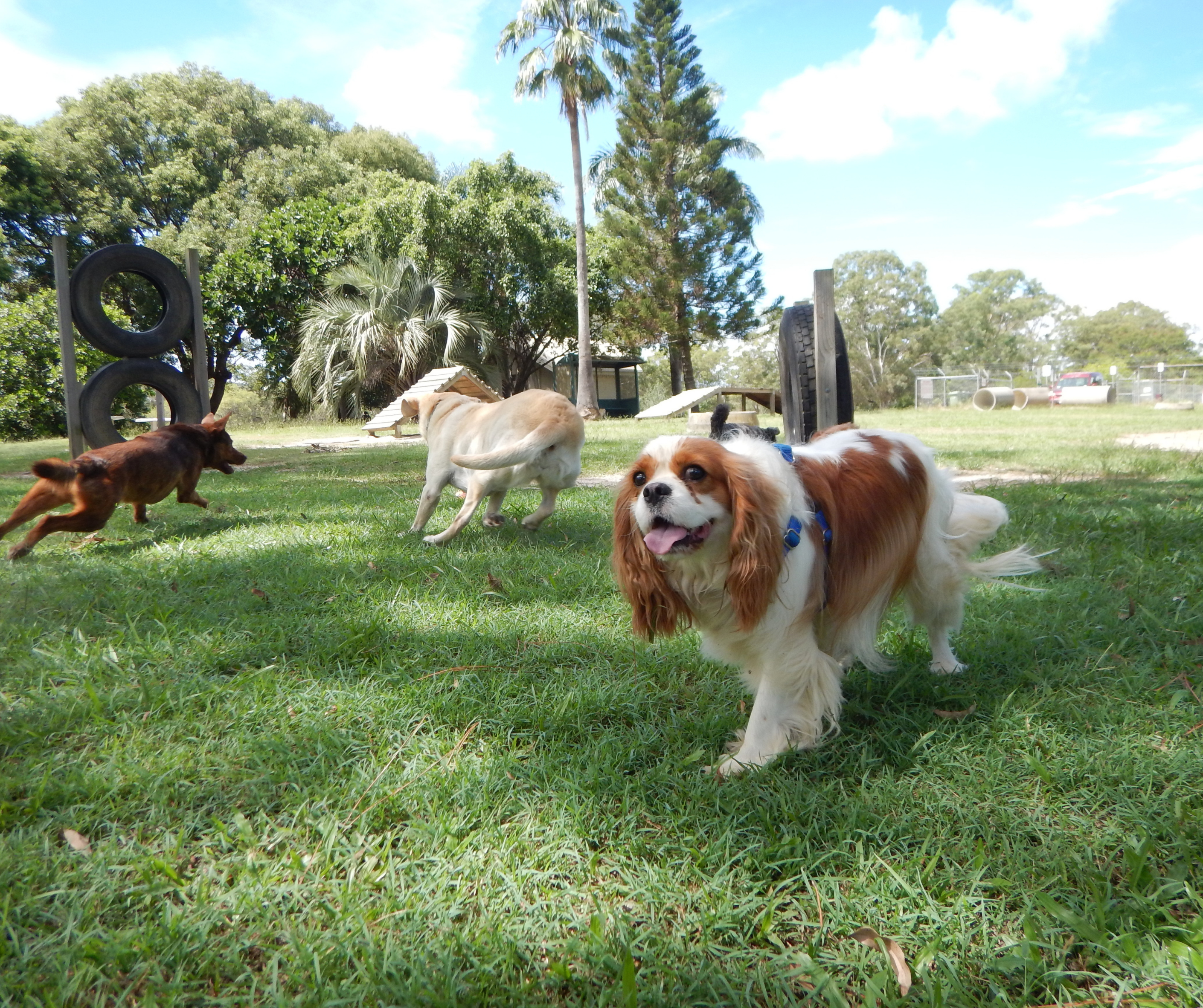 Facts about Kennel Cough