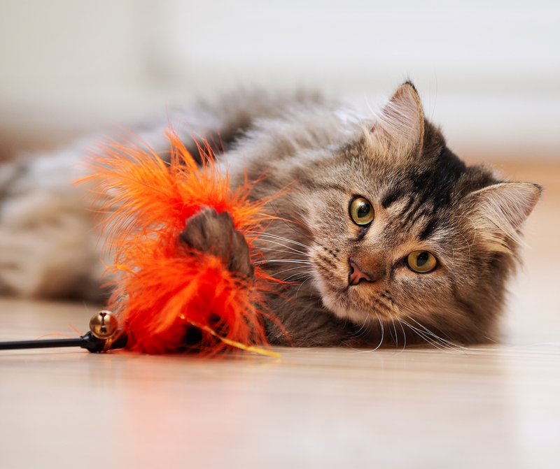 Keeping Your Cat Active