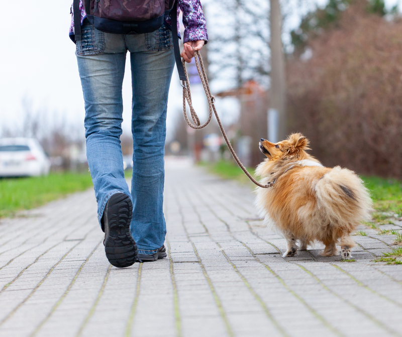 How to Stop Your Dog Pulling on the Lead