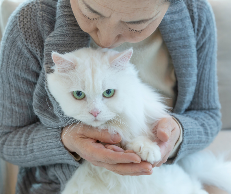 Looking After Your Senior Cat