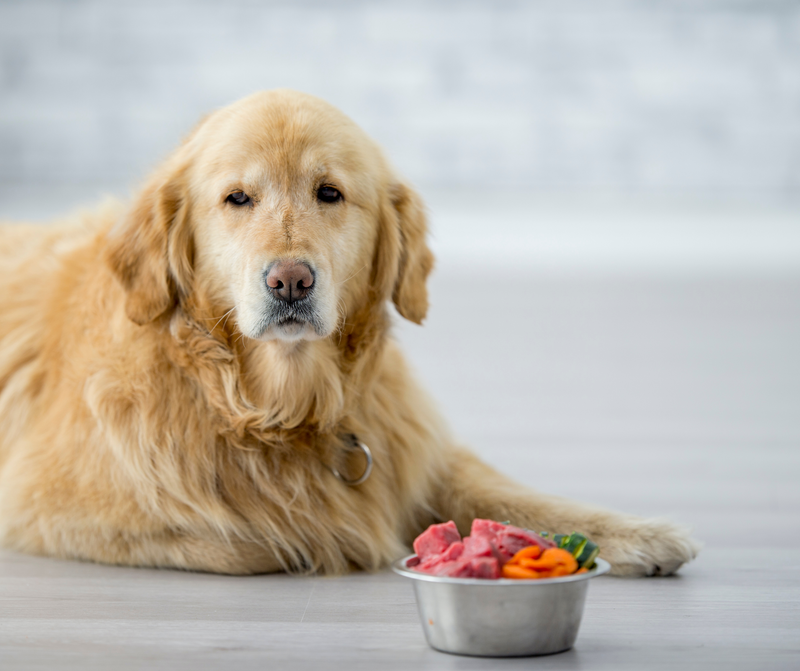 Common Food Intolerances In Dogs