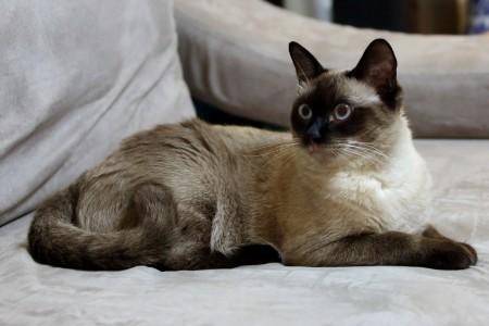Burmese Cat