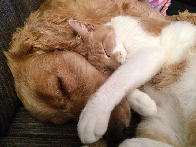 Cat and dog companion