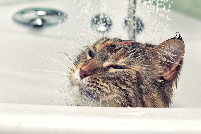 How to wash a Cat