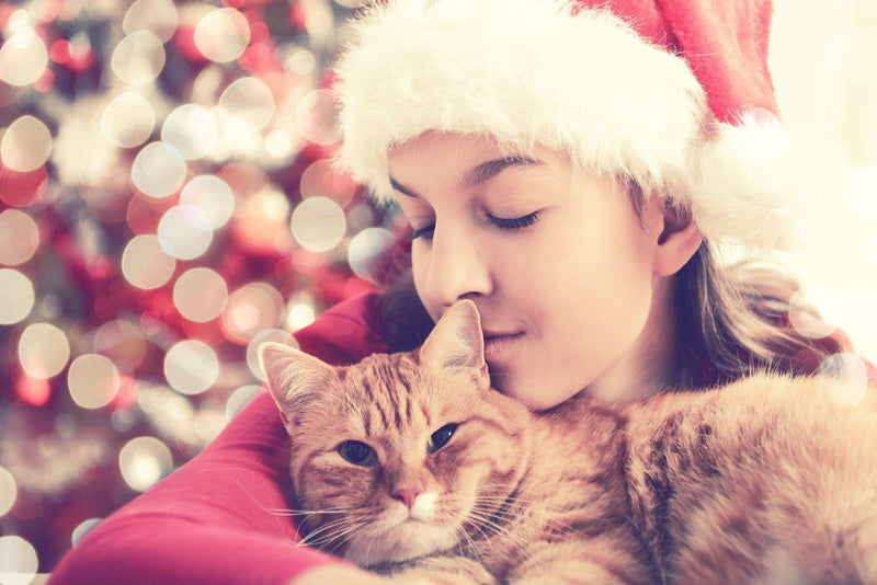 What to not feed your cat at Christmas