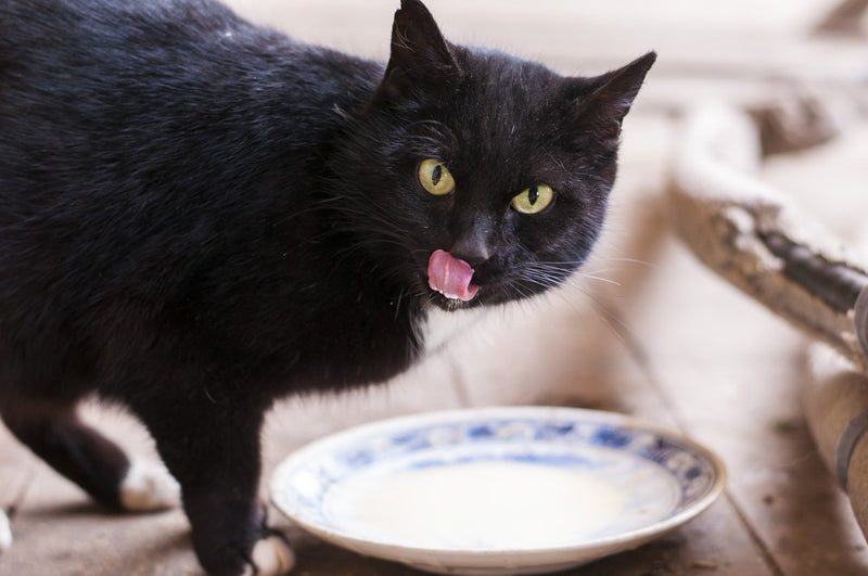 Cat Drinking Milk