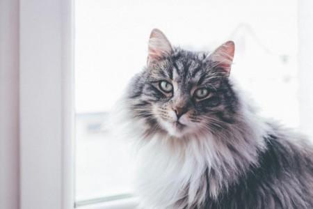 A cat with a long-haired coat