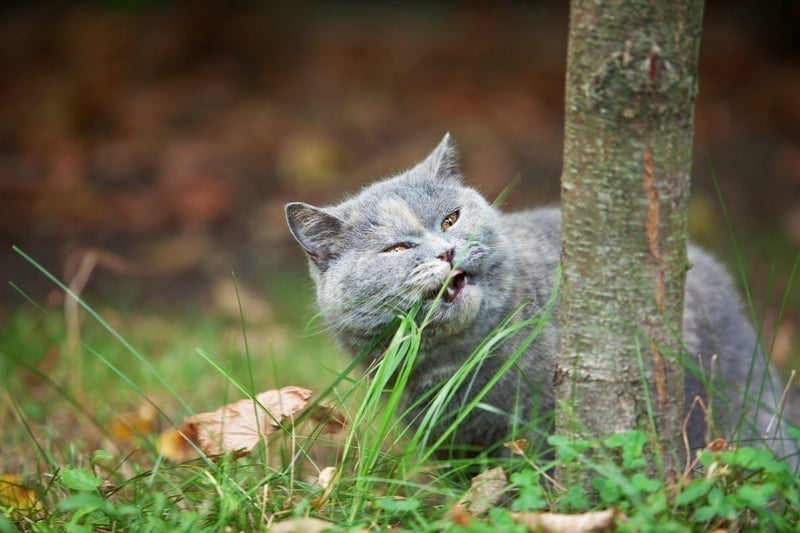 Cat eating grass