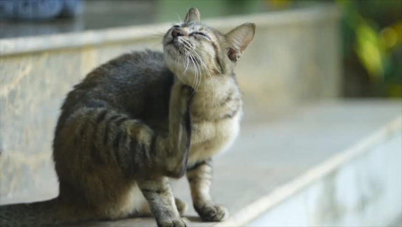 A Guide to Dealing with Fleas