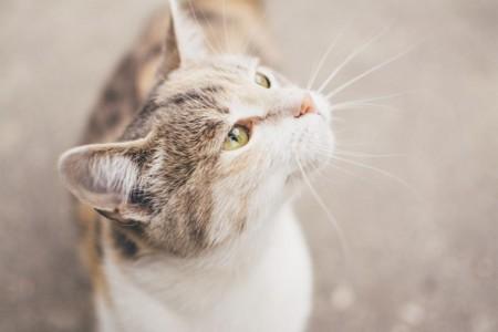 Moving House with your Cat