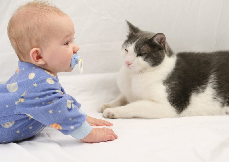 Cat and Newborn