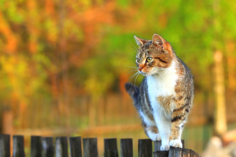 Cat walking on fence