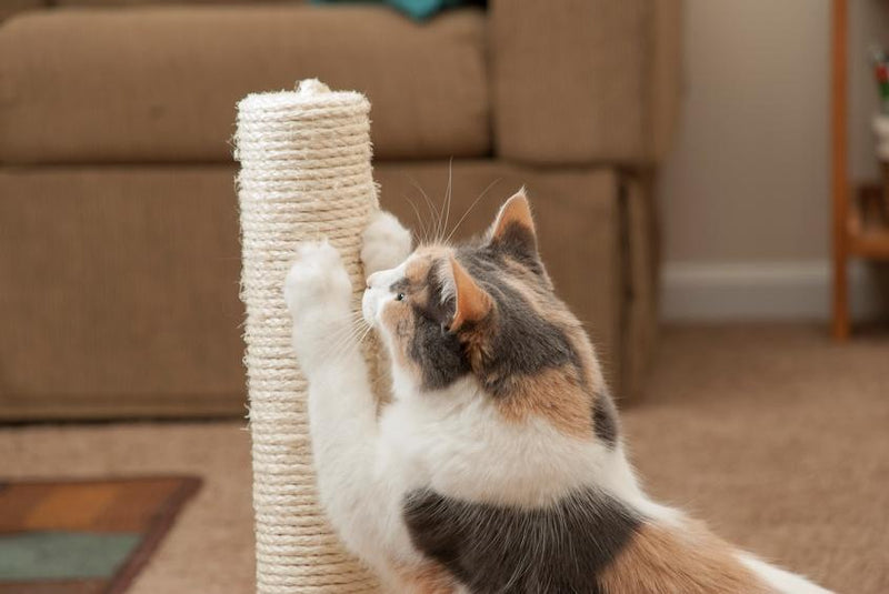 Cat Scratching Post