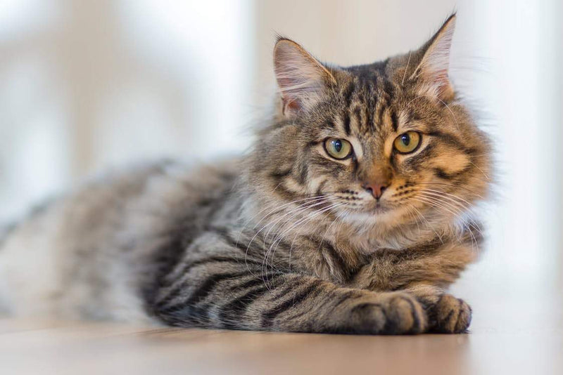 What to do if your cat has a seizure