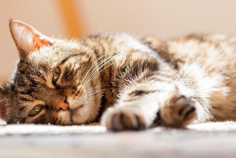 Alopecia in Cats
