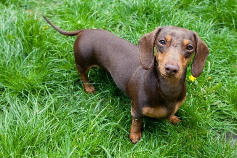 Dachshund shop dog years